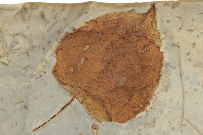 Fossil Leaf (Ampelopsis) - Montana #188723